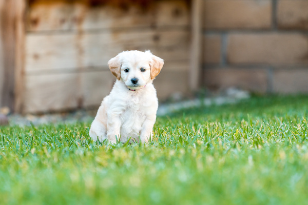 How to Choose a Labradoodle Puppy