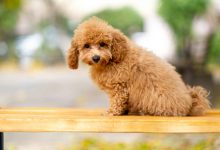 Where Can I Find the Perfect Golden Doodle Puppy? Exploring Top Breeders in the USA