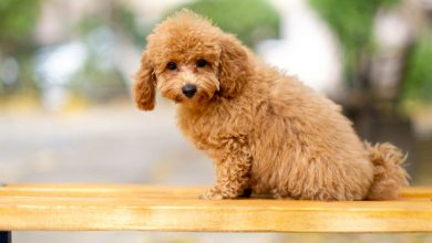 Where Can I Find the Perfect Golden Doodle Puppy? Exploring Top Breeders in the USA