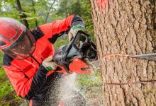 When Should You Call a Tree Removal Service in Racine? Signs to Look For