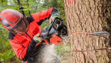 When Should You Call a Tree Removal Service in Racine? Signs to Look For