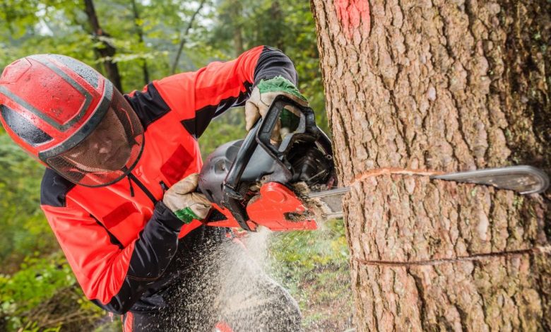 When Should You Call a Tree Removal Service in Racine? Signs to Look For