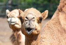 How Camels Became a Part of Arizona’s Desert History