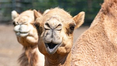 How Camels Became a Part of Arizona’s Desert History