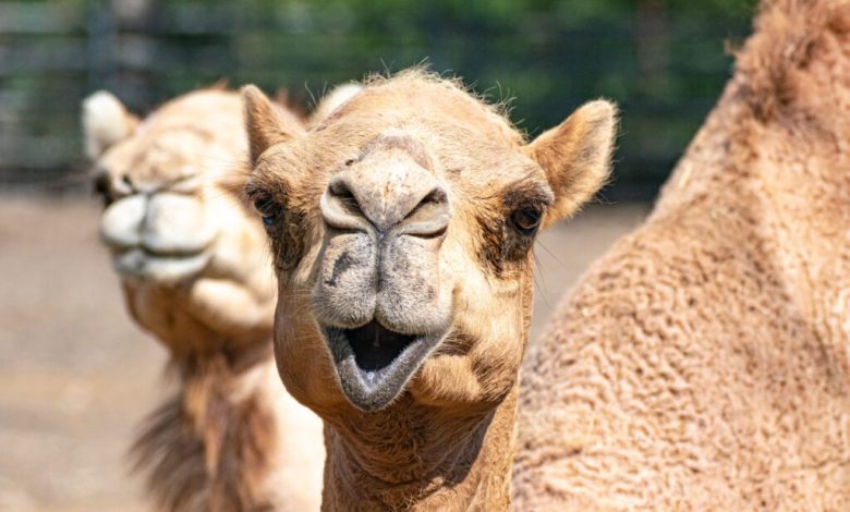 How Camels Became a Part of Arizona’s Desert History